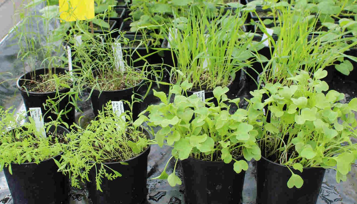 Spring work now well underway looking in the glasshouse at how the blackleg pathogen Pectobacterium atrosepticum colonises different cover crops which might have an impact on blackleg in the field.