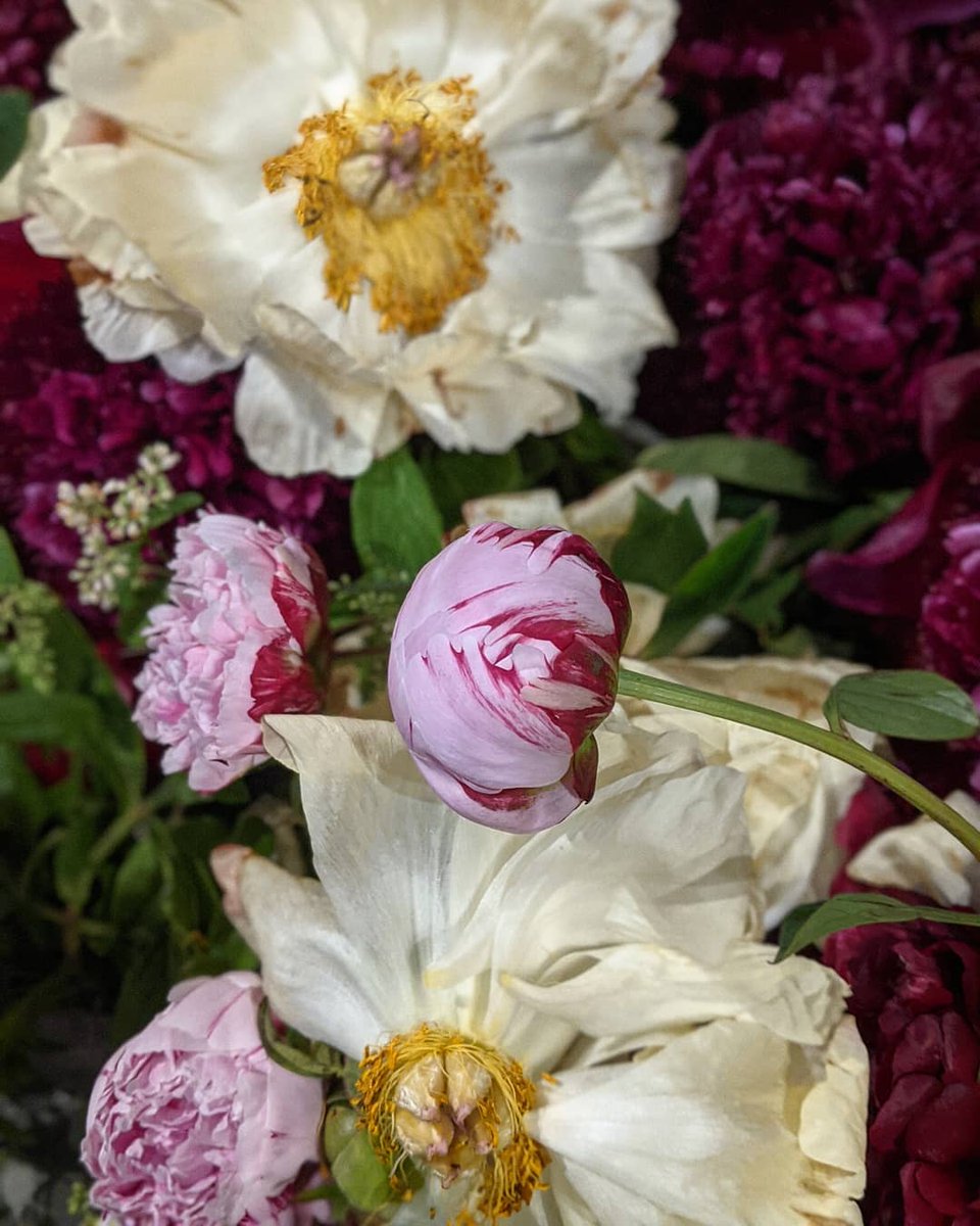 RabbitGuides's tweet image. Gorgeous blooms ❤️💜🌸
#London #peonies #Flowers