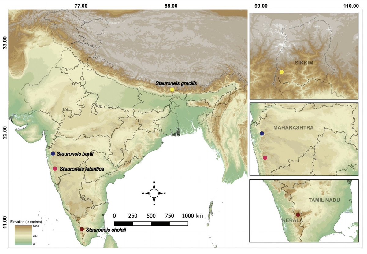 Super excited to share a new paper lead by <a href="/WadmareNeha/">Neha Wadmare</a>  describing 3 new species of #diatoms belongs to the genus 𝑺𝒕𝒂𝒖𝒓𝒐𝒏𝒆𝒊𝒔 from India. This paper marks our significant move to combine 𝐌𝐨𝐥𝐞𝐜𝐮𝐥𝐚𝐫 &amp; 𝐌𝐨𝐫𝐩𝐡𝐨𝐥𝐨𝐠𝐲 taxonomy in diatoms in India - Thread 1/n