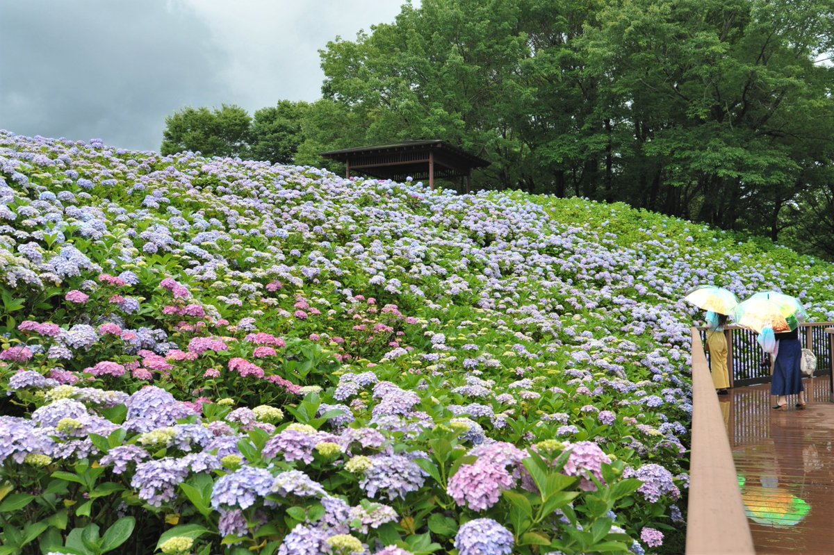国営讃岐まんのう公園 On Twitter アジサイ 引き続き見頃 40品種2万本のアジサイ 全体的に花の色が濃くなり 色鮮やかな花景色が広がっています これから数日間が見頃のピークで 今月末にかけて見頃後半になる見込みです 6 19 土 6 20 日 は臨時休園日となり