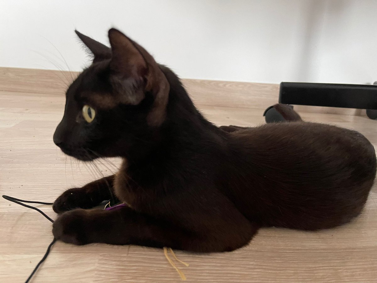 Dressko's tweet photo. ‼️‼️ DIFUSIÓN ‼️‼️

Tenemos 2 gatitos de 6 semanas acogidos en casa (Barna) hasta agosto, están buscando un hogar donde puedan ser adorados como se merecen.

También tenemos a la mamá, de apenas 10 meses, para adopción, un amor de gata, muy juguetona y sobona.

RT para este trío https://t.co/VMrmuPTwOf