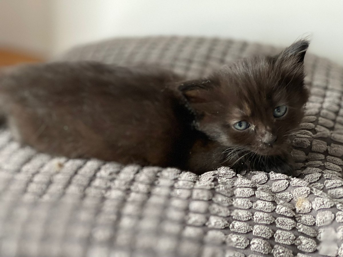 Dressko's tweet photo. ‼️‼️ DIFUSIÓN ‼️‼️

Tenemos 2 gatitos de 6 semanas acogidos en casa (Barna) hasta agosto, están buscando un hogar donde puedan ser adorados como se merecen.

También tenemos a la mamá, de apenas 10 meses, para adopción, un amor de gata, muy juguetona y sobona.

RT para este trío https://t.co/VMrmuPTwOf