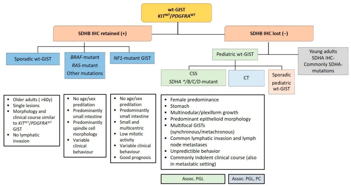 Diagnostic Algorithm in Wild-type Gastrointestinal Stromal Tumors (wt-GISTs) 🔬

10–12% of all GISTs lack mutations in KIT and PDGFRA and are called wt-GISTs. This group is heterogeneous in their clinical phenotypes and molecular characteristics.

mdpi.com/2075-4418/11/2…