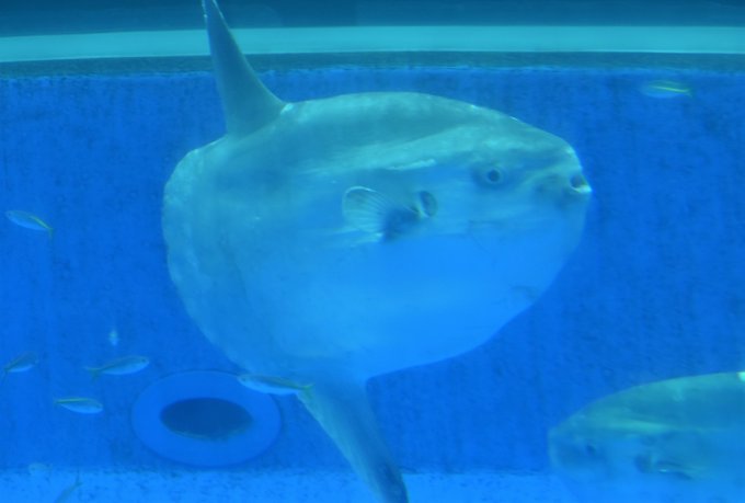 水槽 高画質 のtwitterイラスト検索結果 古い順 水槽 高画質 のtwitterイラスト検索結果 古い順