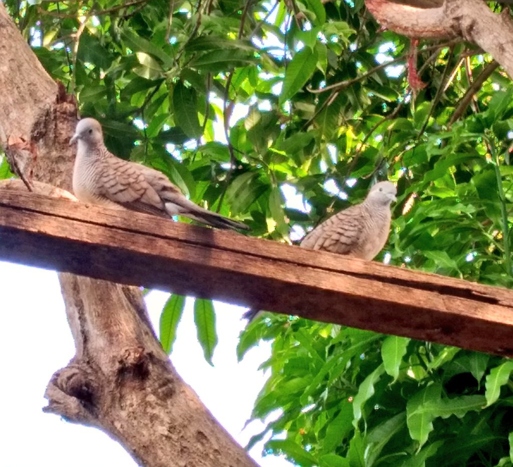 889juidi1's tweet photo. ความรักของนกพิราบ🕊💓🕊
#birds #bird https://t.co/yJ0qO5yJuN