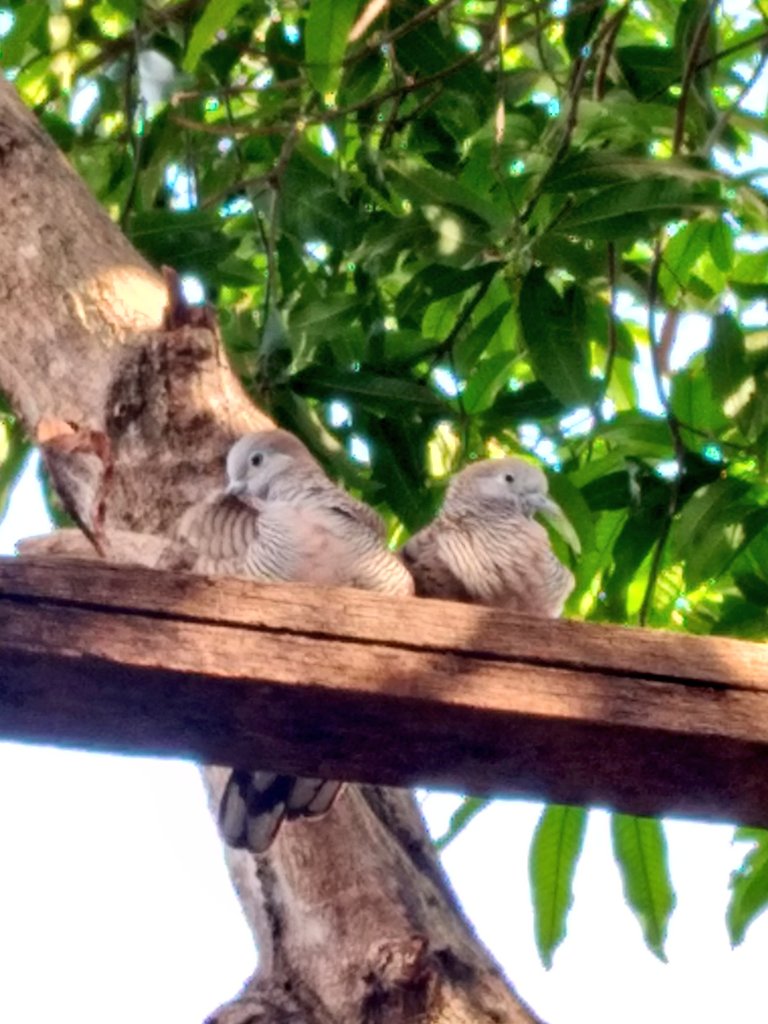 889juidi1's tweet photo. ความรักของนกพิราบ🕊💓🕊
#birds #bird https://t.co/yJ0qO5yJuN