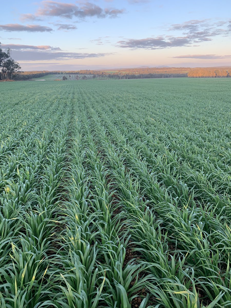 This seasons crop inspections only done on the highest hill on farm as the rest is 🤿🤿