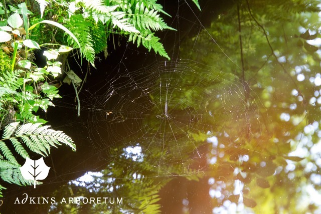 Summer songs, Nature Notes, the Mourning Dove and more! conta.cc/3gIljU4