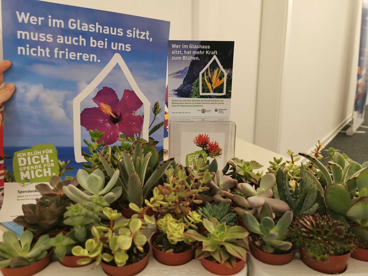 Anlässlich der Woche der Botanischen Gärten haben auch wir in unserem Büro (Softwarecenter 5b) #Sukkulenten stehen. Wer für die #Sanierung der #Gewächshäuser spendet, bekommt zum Dank eine Sukkulente! #ichblühfürdichspendefürmich