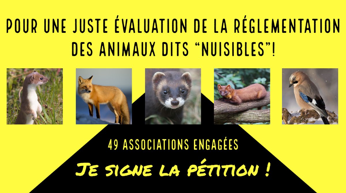 49 assos demandent au gouvernement un AUDIT OBJECTIF de la réglementation relative aux ESOD (ex "nuisibles") et la façon dont celle-ci s’applique sur le terrain. Signez la pétition ! <a href="/Ecologie_Gouv/">Min. Ecologie Territoire Transports Ville Logement</a> <a href="/barbarapompili/">Barbara Pompili</a> <a href="/b_abba/">Berangere Abba</a>
#fauneutile  #biodiversité
mesopinions.com/petition/natur…