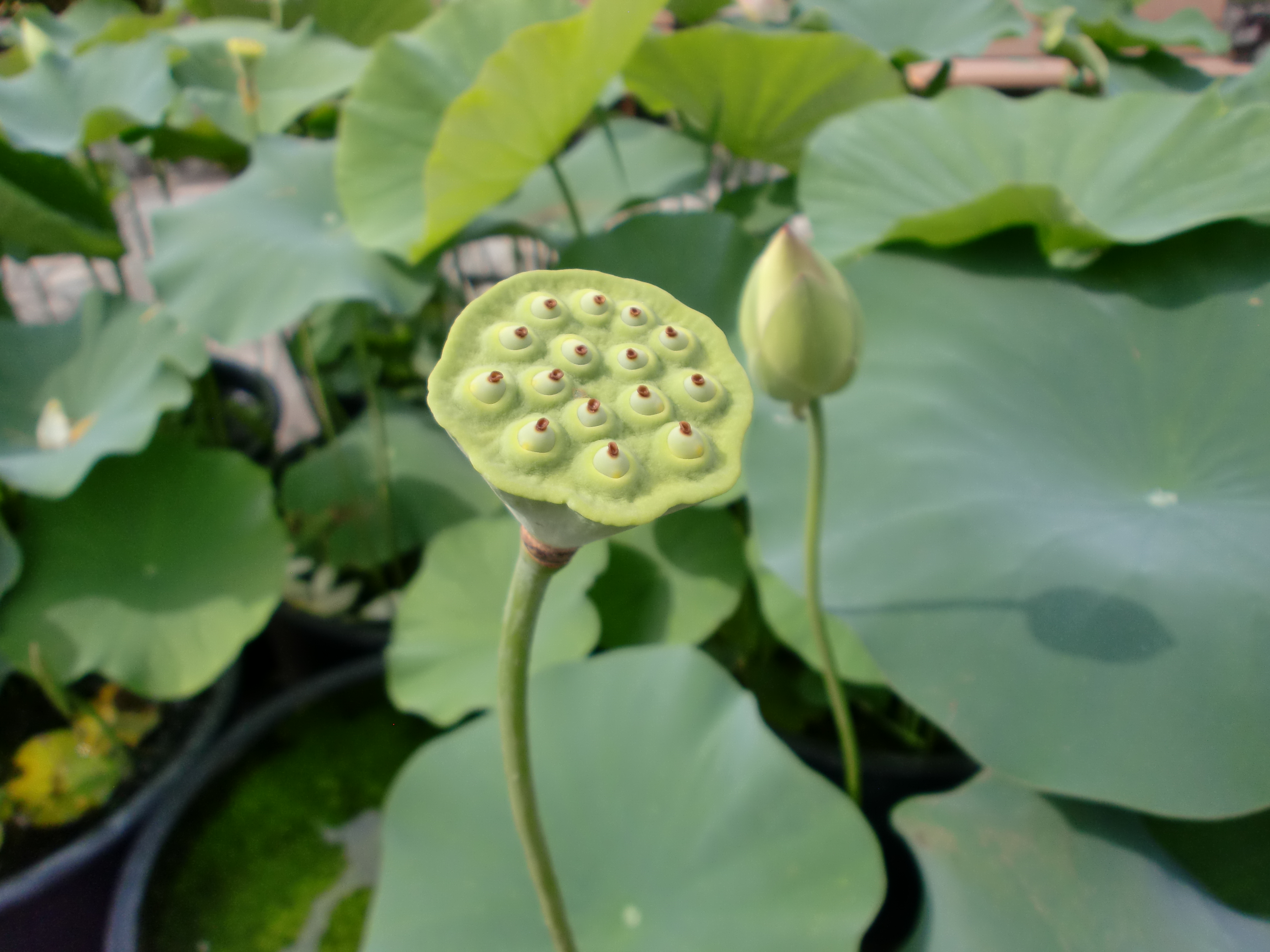 ハスの花托 Twitter Search Twitter