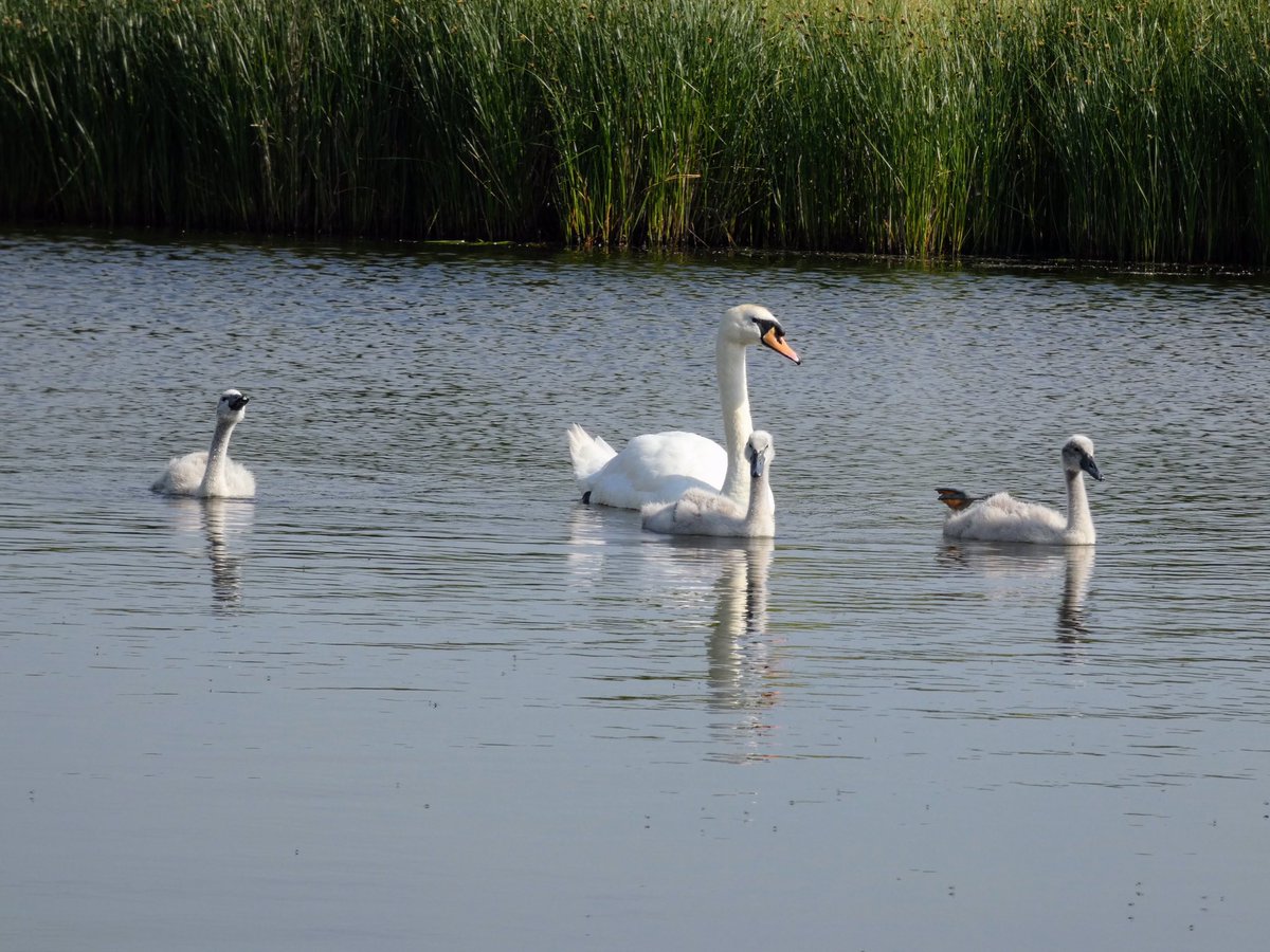 After last year’s abandonment due to a dog getting onto the nest it’s nice to see them back and with three lovely cygnets <a href="/NorfolkWT/">Norfolk Wildlife Trust</a> @wildlife_uk <a href="/BirdWatchingMag/">Bird Watching</a> <a href="/LumixUK/">Lumix UK</a> <a href="/Natures_Voice/">RSPB</a>