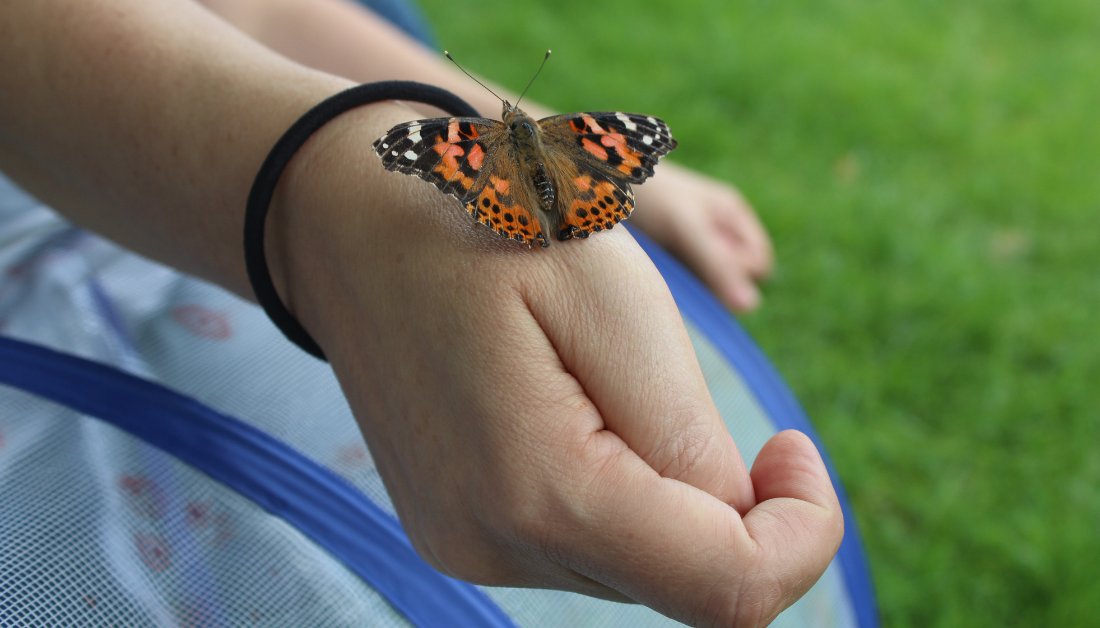 KLSchools's tweet photo. 2nd graders in Mrs. Buckley's class had watched butterflies each emerge from their chrysalis while they learned about the different stages of metamorphosis. Now it was time to release them into the world. Everyone was so excited to wave goodbye! #KLActiveLearning https://t.co/y4vemylZNI