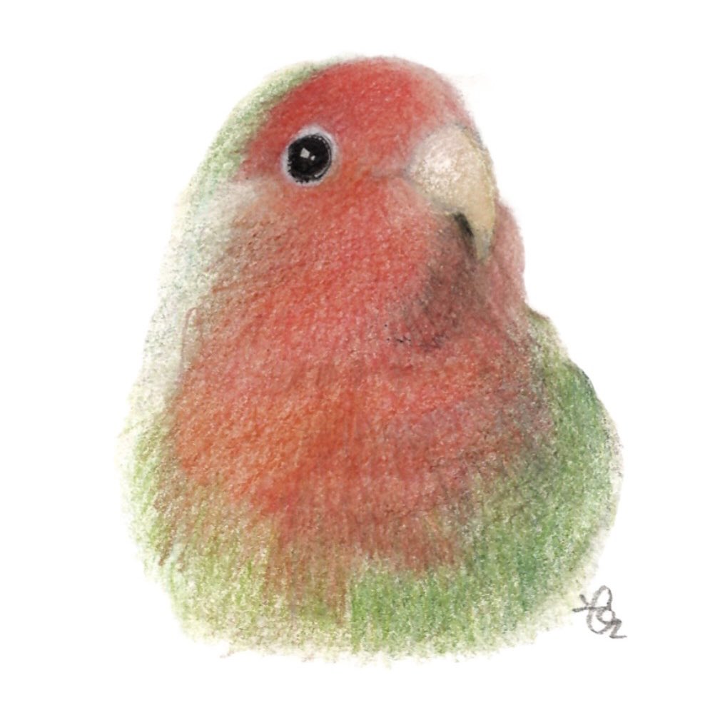 Mouko コザクラインコ イラスト 色鉛筆画 インコの絵 鳥の絵 T Co Atus9cuwh0 Twitter