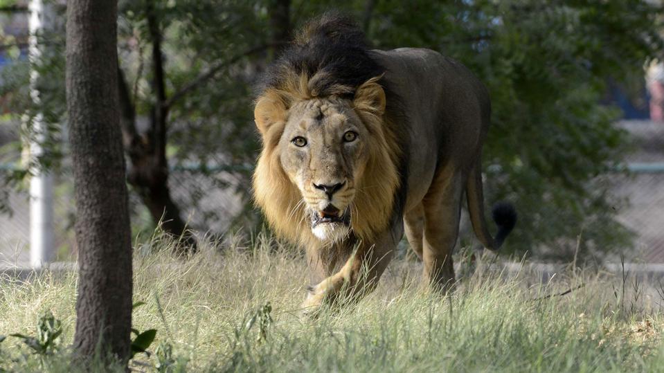 Forbes's tweet image. Second Lion In Indian Zoo Dies Of Covid-19 And 10 More Still Being Treated For Infection trib.al/EmfjG0A