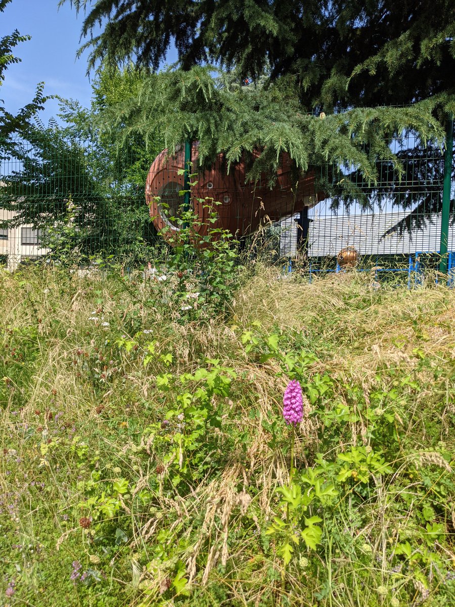 thermalization's tweet photo. Knabenkraut orchid, wild life @CERN blossom in front of Gargamelle from @CEAParisSaclay
#ElectroWeakInteraction observation #neutrinos https://t.co/1f4NikYDrl