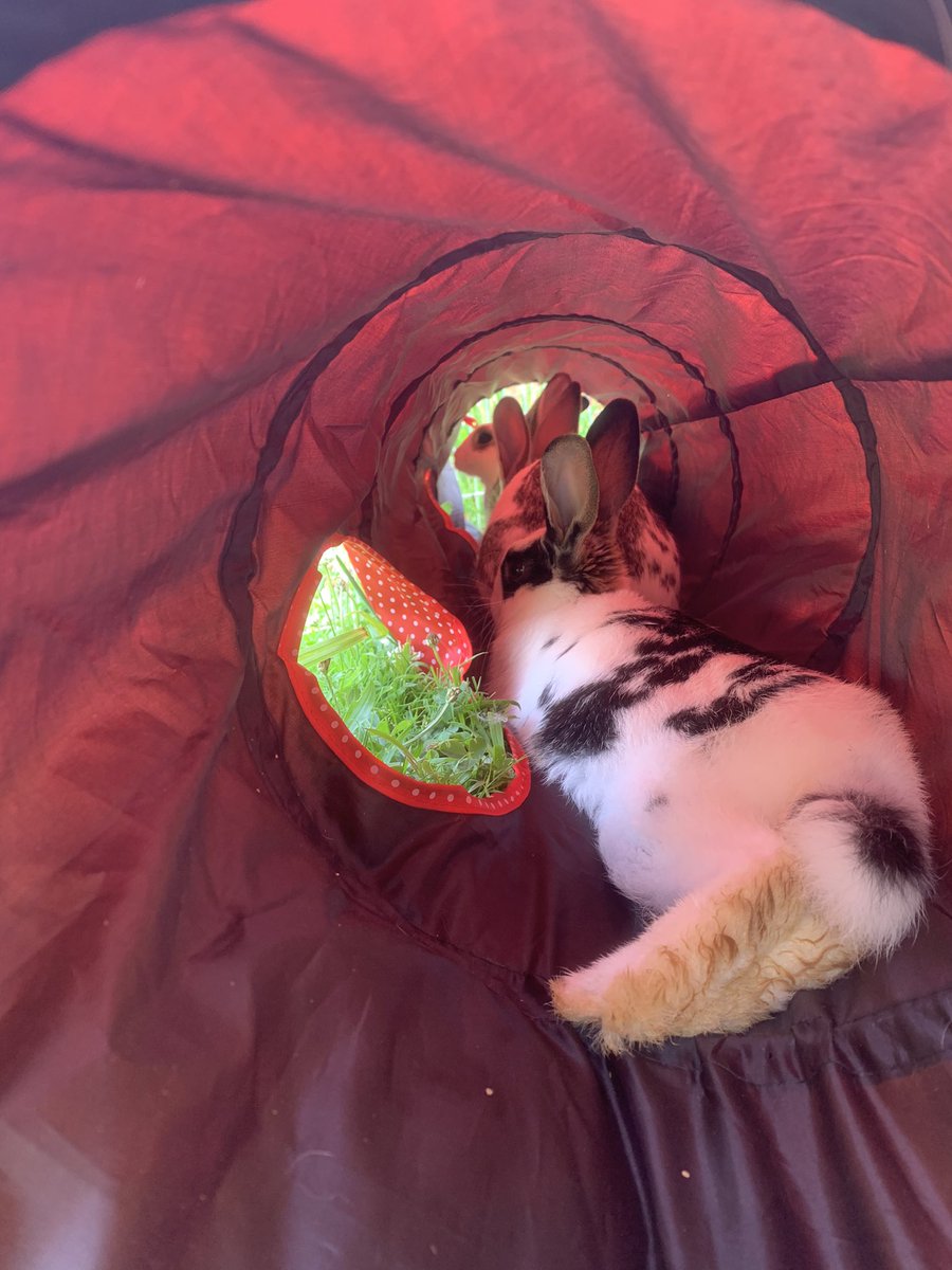 FatFluffs's tweet photo. Buns shading from the sun today 🌞 

Keeping there toes in tickles reach 🦶🏼🐰 https://t.co/YRCKbFxENx