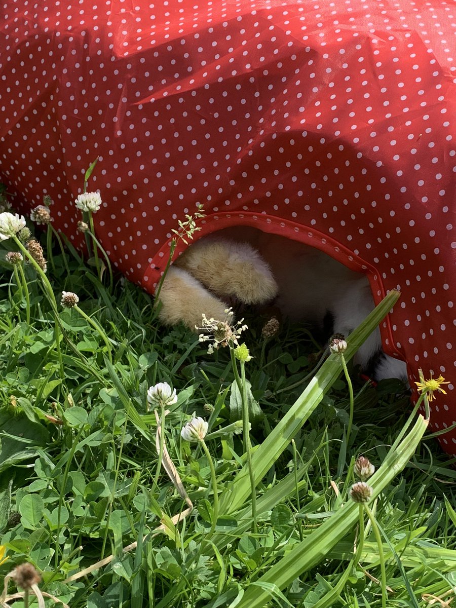 Buns shading from the sun today 🌞 

Keeping there toes in tickles reach 🦶🏼🐰