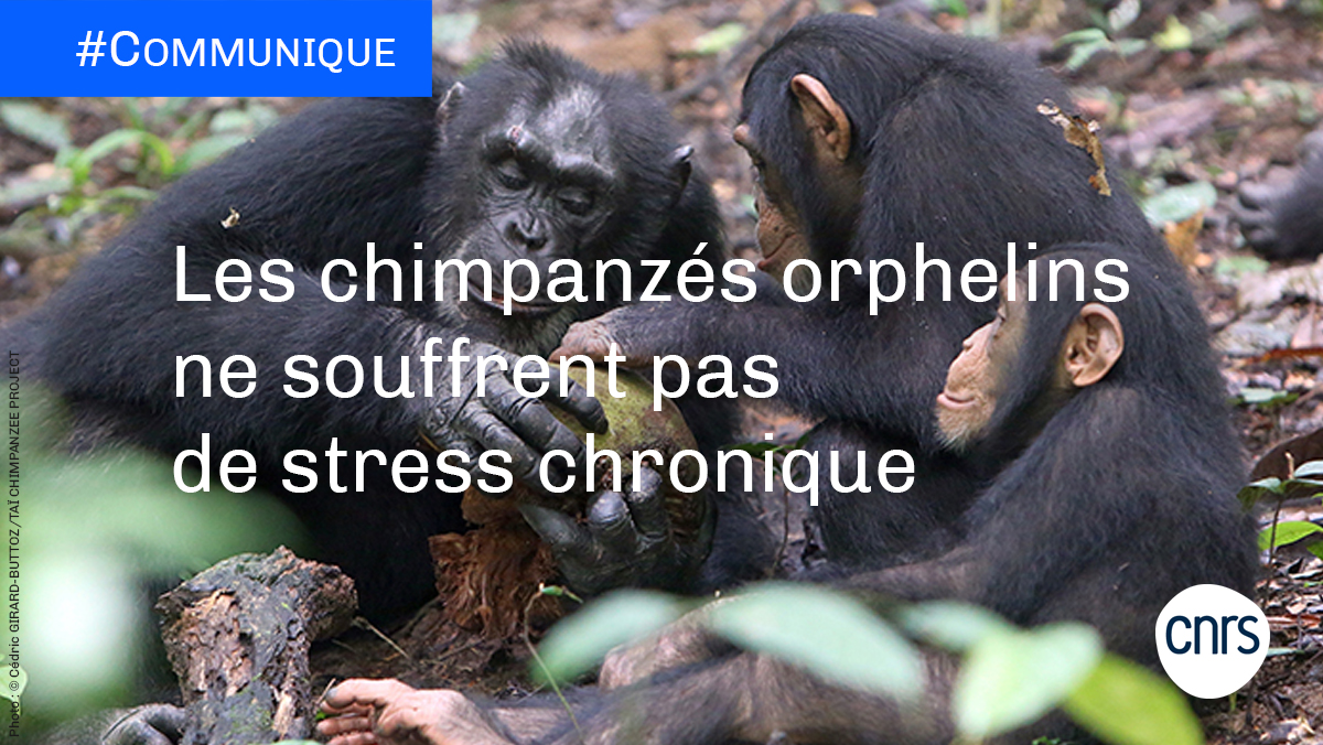 Cnrs Pressrelease In Chimpanzees Individuals Whose Mothers Die When They Are Young Are Smaller Than Their Counterparts Reproduce Less And Are Also More Likely To Die At