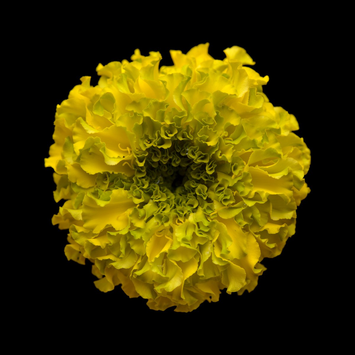 TamaraKPhoto's tweet photo. Intricate. Tagetes isolated on black and the same flower inverted. Unexpected frilly beauty. #flower #macro #beauty #tagetes #isolated #marigold #macrophotography #flora #garden #plant #life #playing #art #nature #natural #yellow #onwhite #onblack #canon_es #color #Canon ☀️🌻 https://t.co/xYsSQ3uhUj