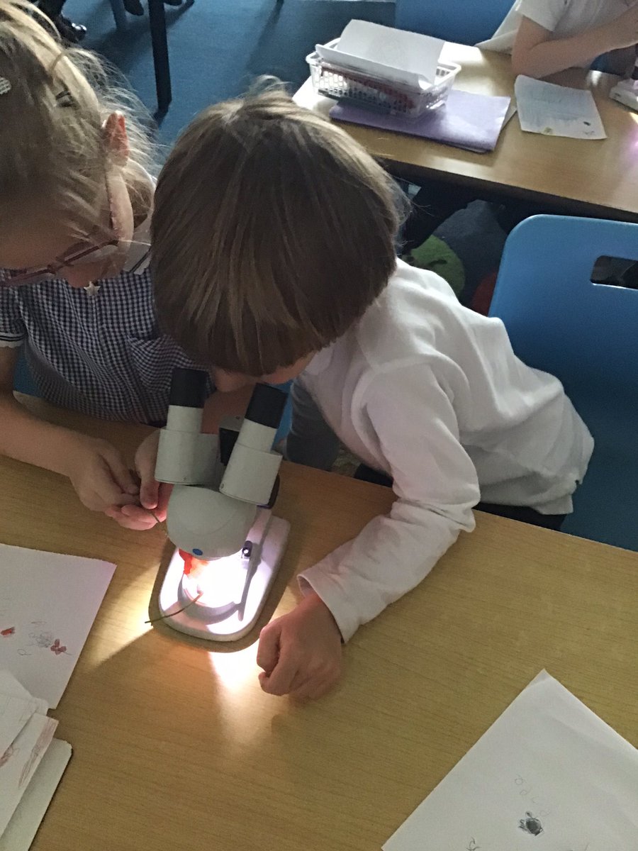 Year 1 enjoyed taking a closer look using scientific microscopes! #aweandwonder <a href="/AvonwoodScience/">Avonwood Science 🔬🚀🌱 Clare Grimley</a>