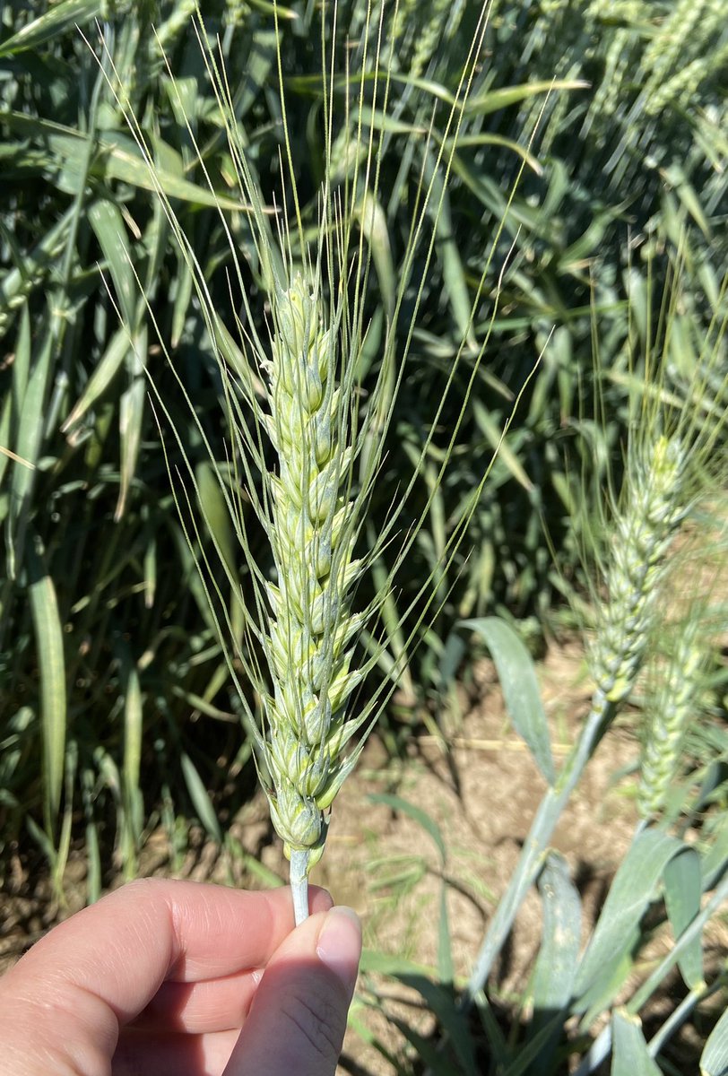 RileyHilleWheat's tweet photo. AP Iliad, new SWW, looking strong at the WSU irrigated Moses Lake trial yesterday. Really nice being back on the crop tour trail. https://t.co/qY9bwNq0wC