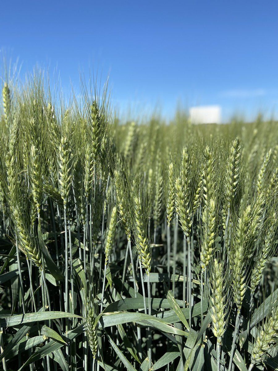 RileyHilleWheat's tweet photo. AP Iliad, new SWW, looking strong at the WSU irrigated Moses Lake trial yesterday. Really nice being back on the crop tour trail. https://t.co/qY9bwNq0wC
