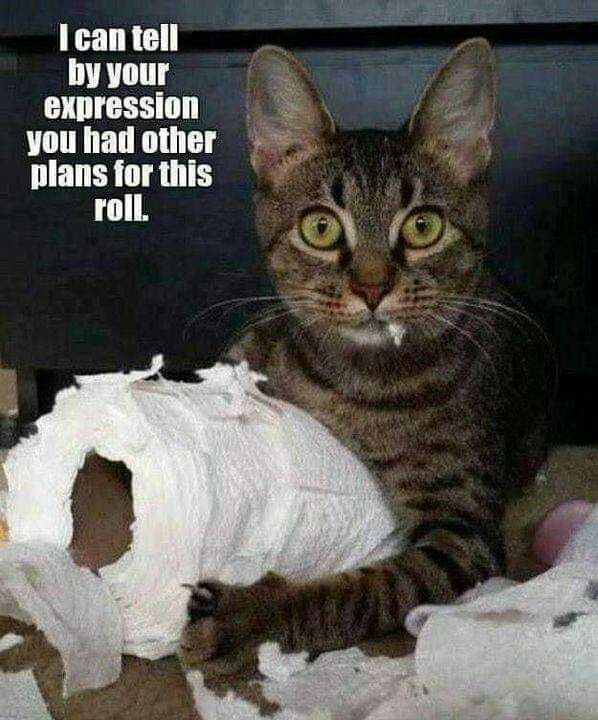 MidlakeVet's tweet photo. LOL! Cats...
#cats #toiletpaper #badcombination
#yyc #veterinarian https://t.co/hqNvKfZ3WX