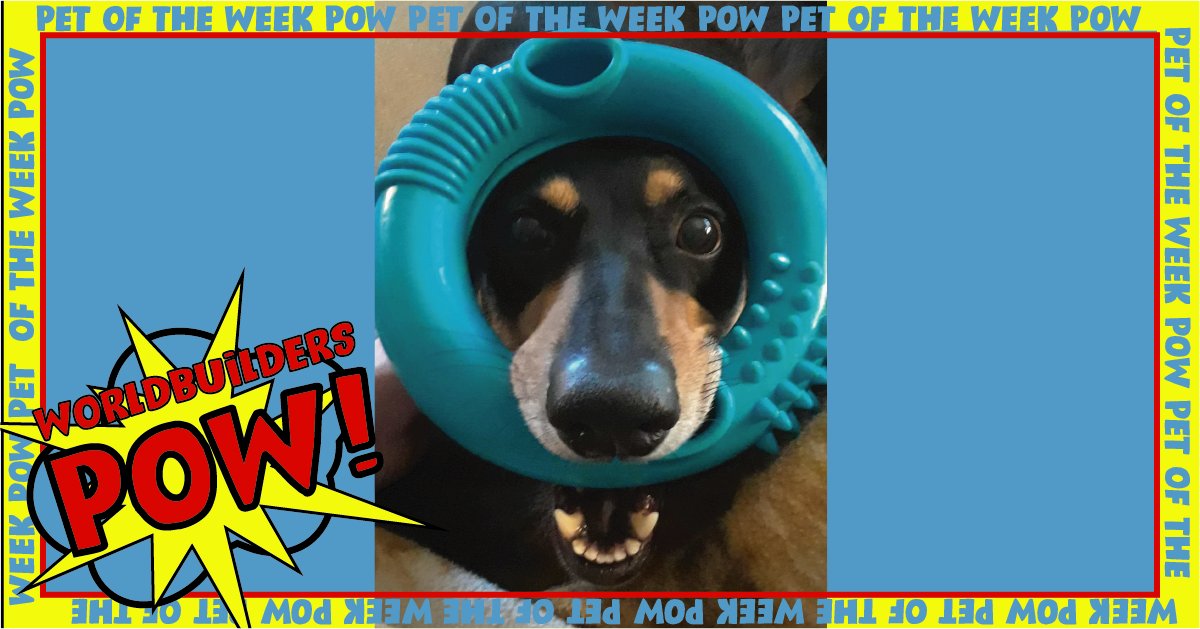 WBMarket_'s tweet photo. This is Scott's ( our Warehouse Clerk) dog Sammy. Sammy is our #PetOfTheWeek! If you can be like Sammy and play all day do it! #dogs #NerdDog #DogsOfInstagram #dog #dogstagram #Nerd #DogOfTheDay #NerdUp #DogLovers #Nerdy #GeekDog #puppylove #puppy https://t.co/7AsSyQL29H