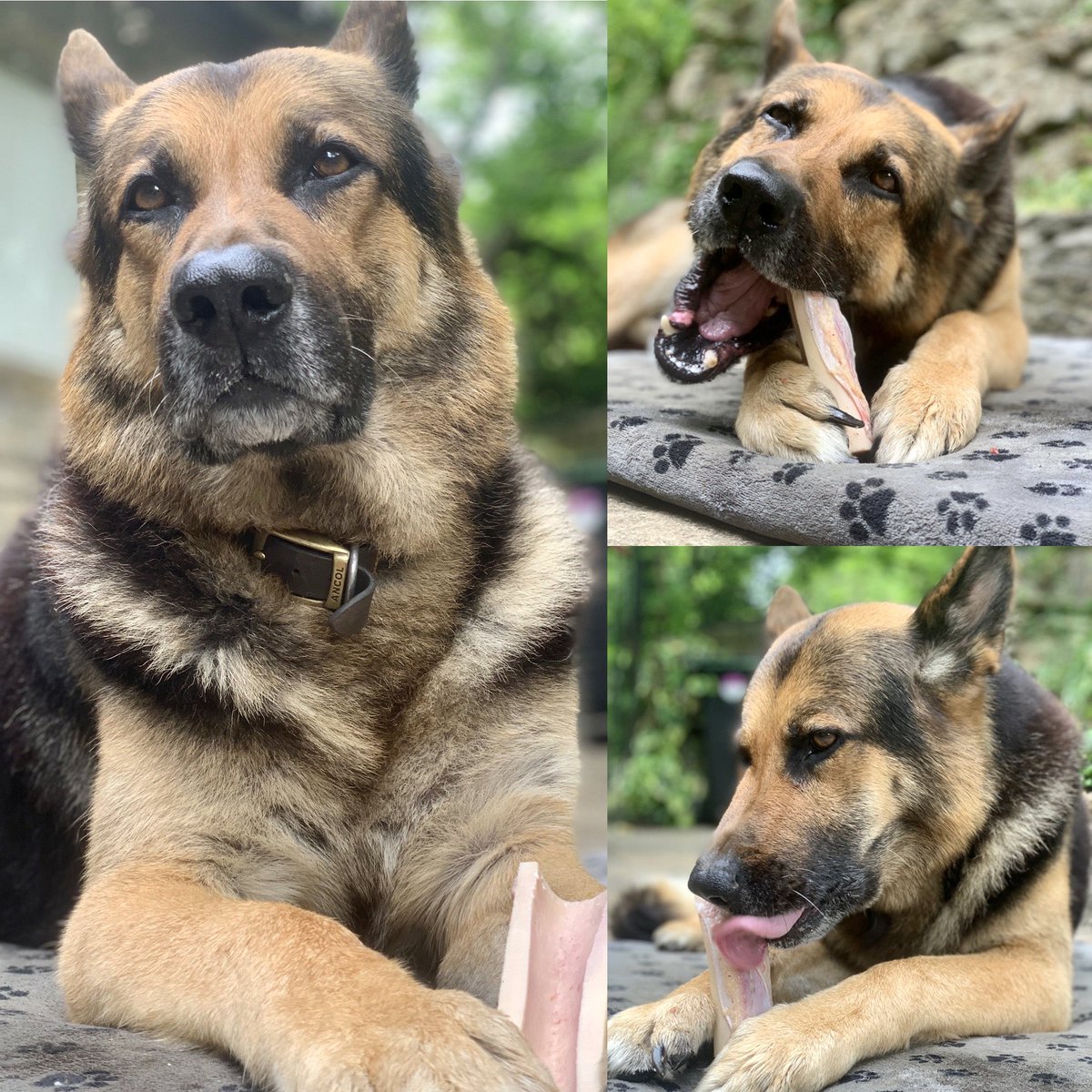 Happy 10th Birthday Big T, after your ups and downs the last ten months with your illness I didn’t think we’d make it , but you have ,enjoy your birthday bone 🍖 my beautiful boy 🥳