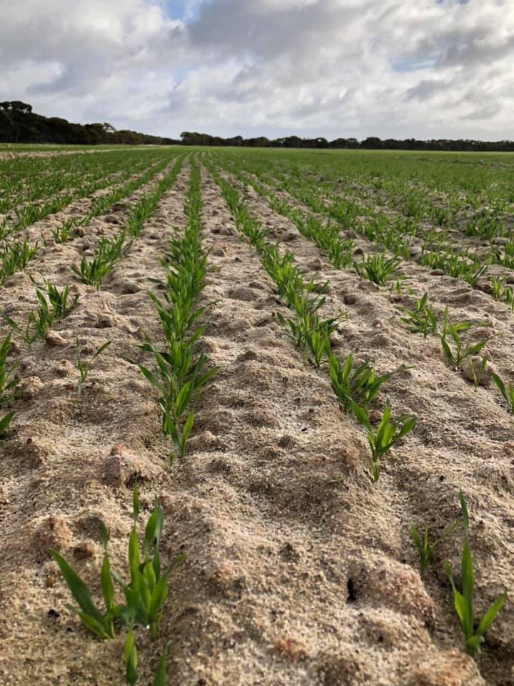 How this for some early results? We’d like spading to take all the credit but I’m sure the rains played a helping hand too!