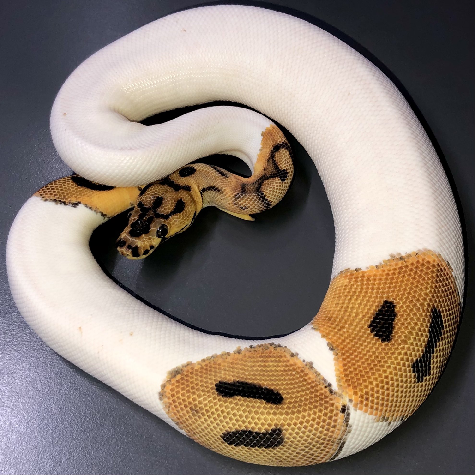 06shockwave クラウンパイ Sold ボールパイソン T Co Ayvz93nsua Twitter