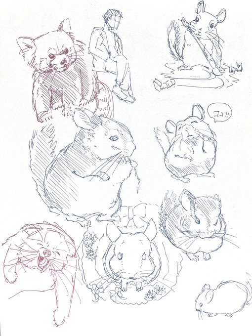 チンチラスケッチ+α 