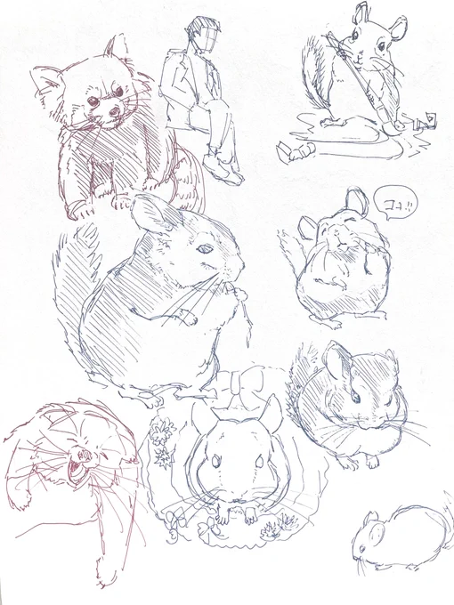 チンチラスケッチ+α 