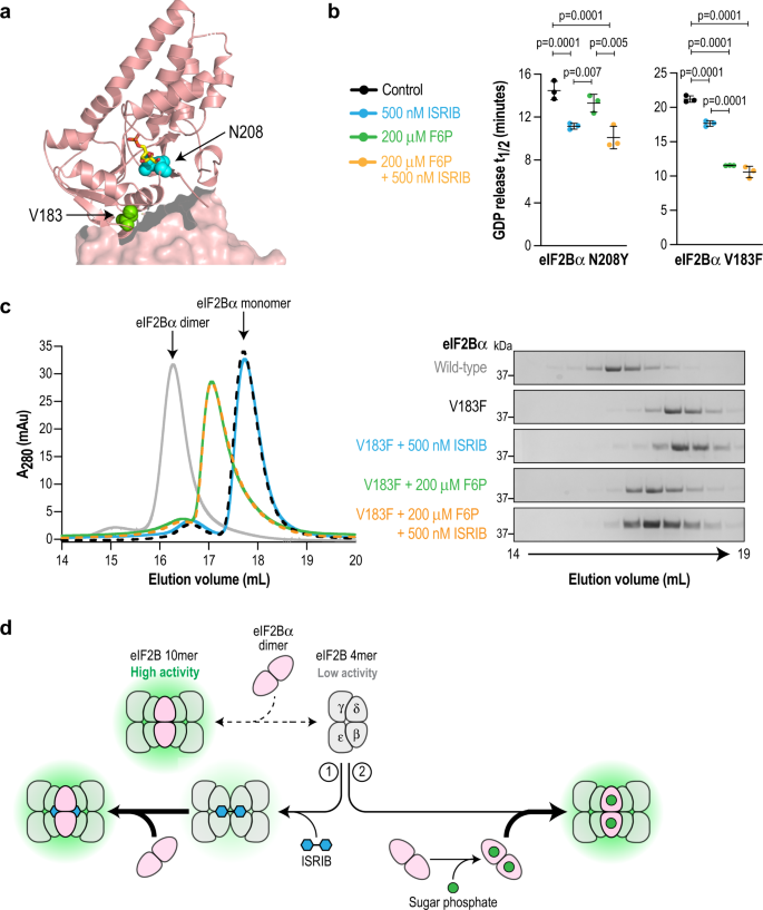 NatureComms's tweet photo. .@YaoWong and colleagues from @Calico and @RutterLab uncover the mechanism of eIF2B regulation by the binding of sugar phosphates, suggesting a link between nutrient status and the rate of protein synthesis.

https://t.co/RKXynmJgnh https://t.co/eix63hyXoi
