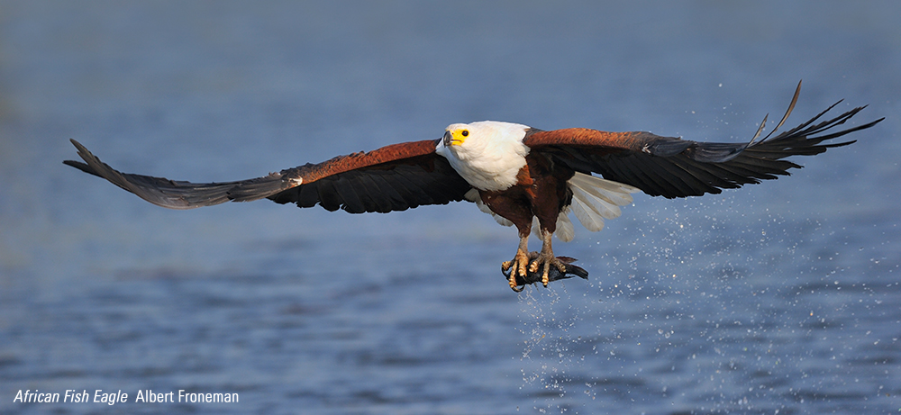 BirdLife_SA's tweet photo. In the News this month: June 2021 - https://t.co/1ZomZhpHGl https://t.co/bQb8rxwG67