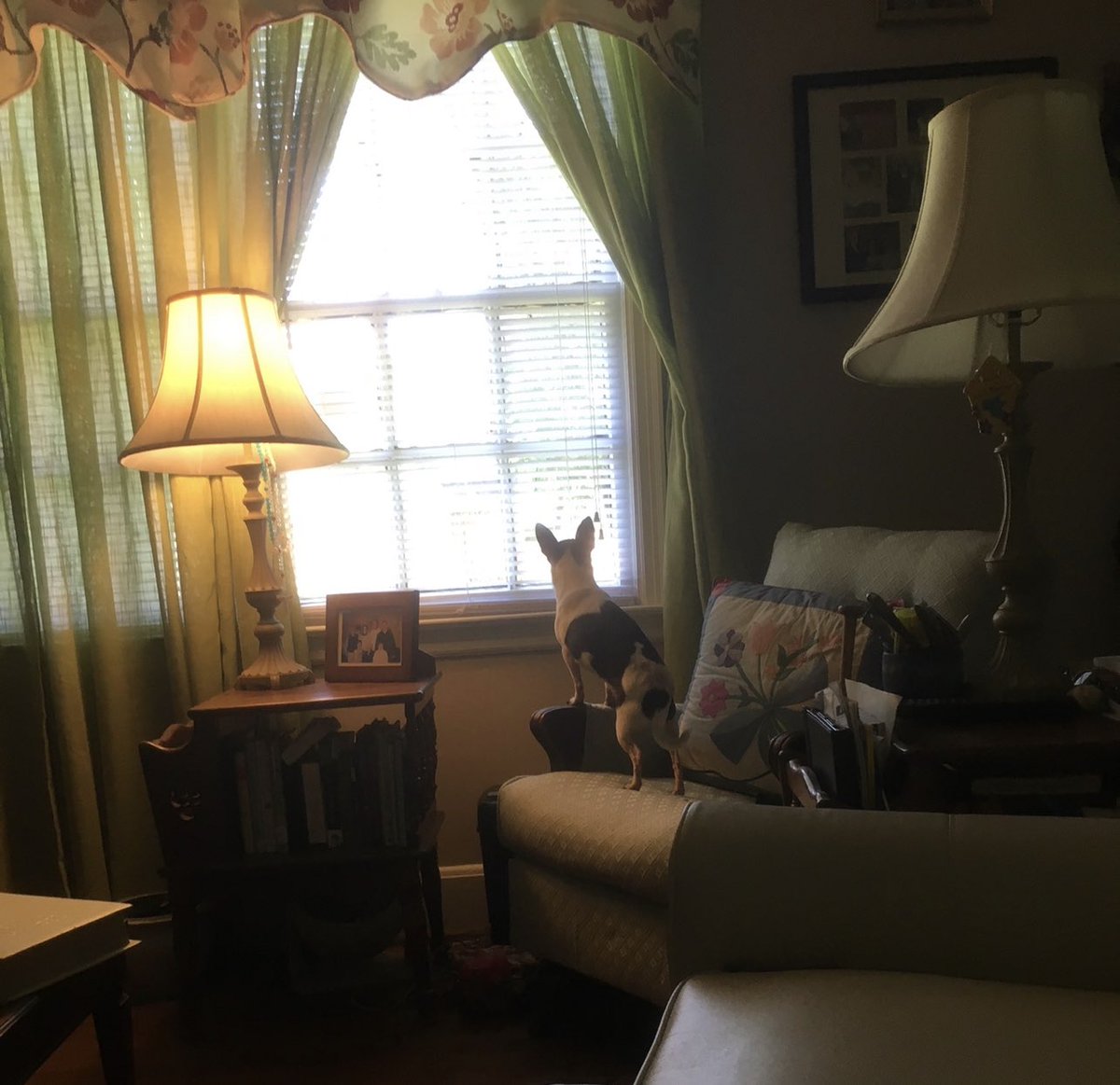 FranncescaRobi1's tweet photo. Do you ever wonder what your dog does when youโre at work? When heโs not sleeping, Iโm sure mine spies on the neighbors, like heโs trying to catch them doing something nefarious!
Heโs the Gladys Kravitz of the dog world!
๐๐๐คฃ
#NosyDogs https://t.co/XWVsD0gGKi