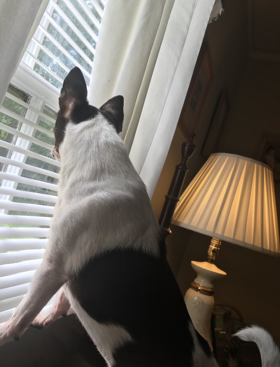FranncescaRobi1's tweet photo. Do you ever wonder what your dog does when youโre at work? When heโs not sleeping, Iโm sure mine spies on the neighbors, like heโs trying to catch them doing something nefarious!
Heโs the Gladys Kravitz of the dog world!
๐๐๐คฃ
#NosyDogs https://t.co/XWVsD0gGKi