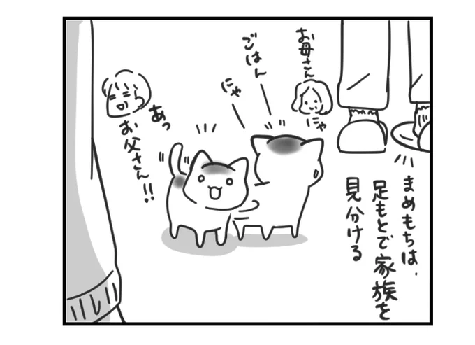 #挨拶365
#6月ねこねこマンガ 16/30

猫のまめもちと靴下家族
間違えた

#まいどな漫画大賞2021 