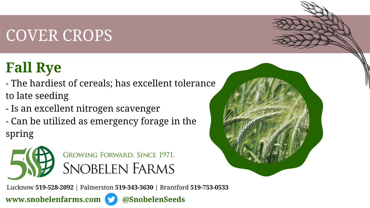 Fall Rye - can be used for green feed, or left as a cover crop. Contact our <a href="/SnobelenSeeds/">Snobelen Seeds</a> team today! ☀️