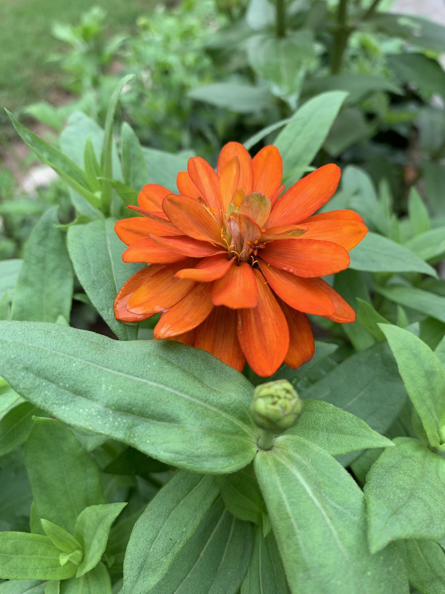 bhartisushant's tweet photo. Take pictures to savour life intensely. Everything that exists today will end in a photograph tomorrow. 

Twinkle in Wrinkles, that’s all photographs are meant for. 

#nature #photographychallenge #Flowers #Hope https://t.co/UZMqJBNLCk