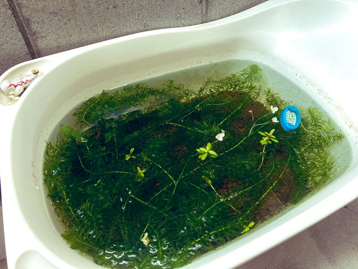 アナカリスの花 Twitter Search