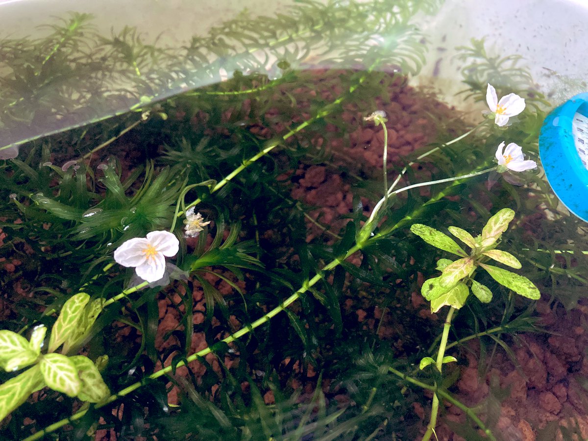 アナカリスの花 Twitter Search