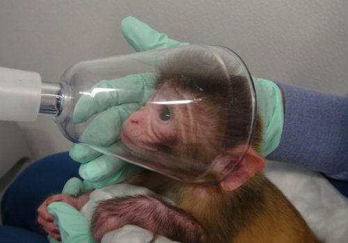 PETAUK's tweet photo. How can people experiment on BABIES? 😢 https://t.co/OzaZF4HOLu