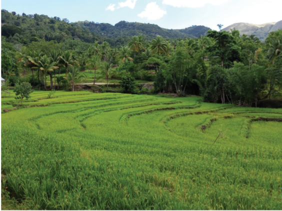 MarioZappacosta's tweet photo. Just released by #UNFAO #GIEWS! Despite #floods and #FAW, the 2021 crop production in #Timor-Leste 🇹🇱 is forecast at above average level. Read full report @ https://t.co/z7yha4pOGl https://t.co/9Kmkynlxce