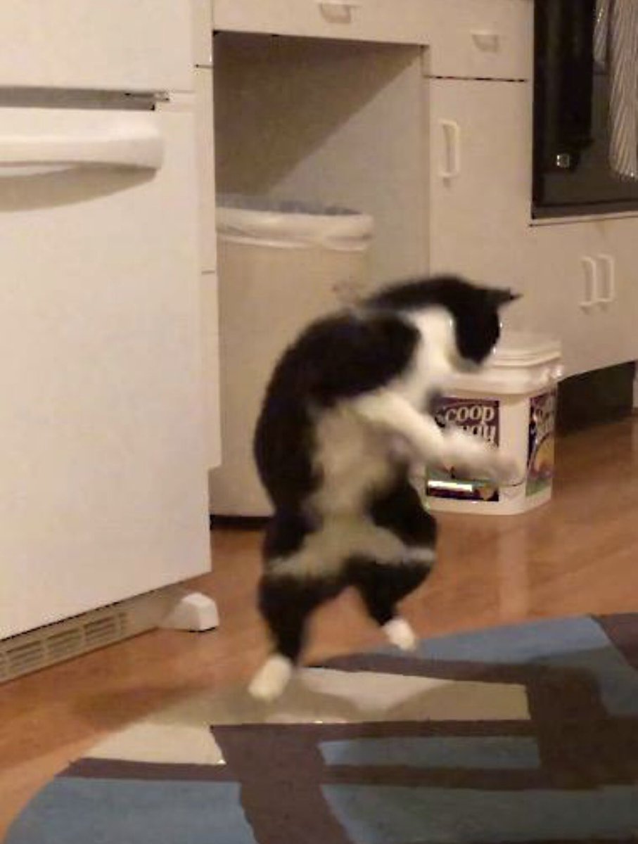 dankittay's tweet photo. @JoJoFromJerz My cat playing. Happy Birthday! https://t.co/eTRgsmIXJH