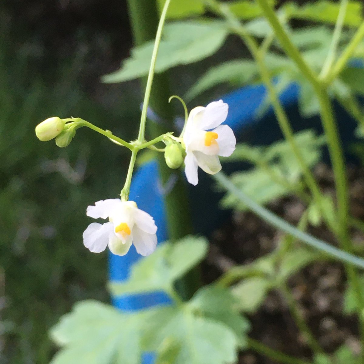 Mtk 風船葛の花 Balloon Vine Gardening Horticulture 園芸 風船葛