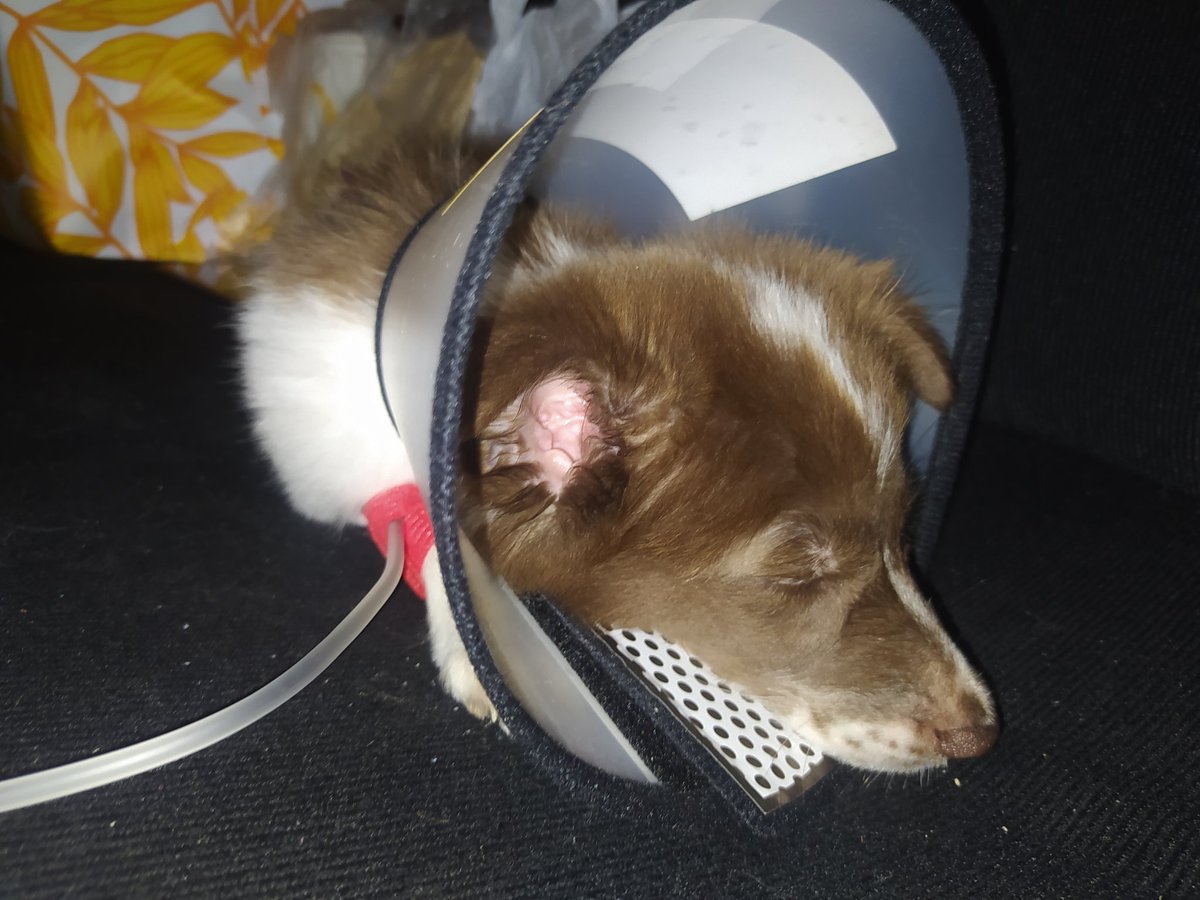hazelartworks's tweet photo. EMERGENCY COMMISSIONS 😭

Hello please commission me. Our dog Chunky is postive in Parvovirus. The doctor said virus like this have  50/50 % chance of survival. 

You can donate or buy from my shop, any support is appreciated 🤧🥺

https://t.co/E5dFkYf8cq
https://t.co/7uf6lykBZU https://t.co/8vudvIBc4Z