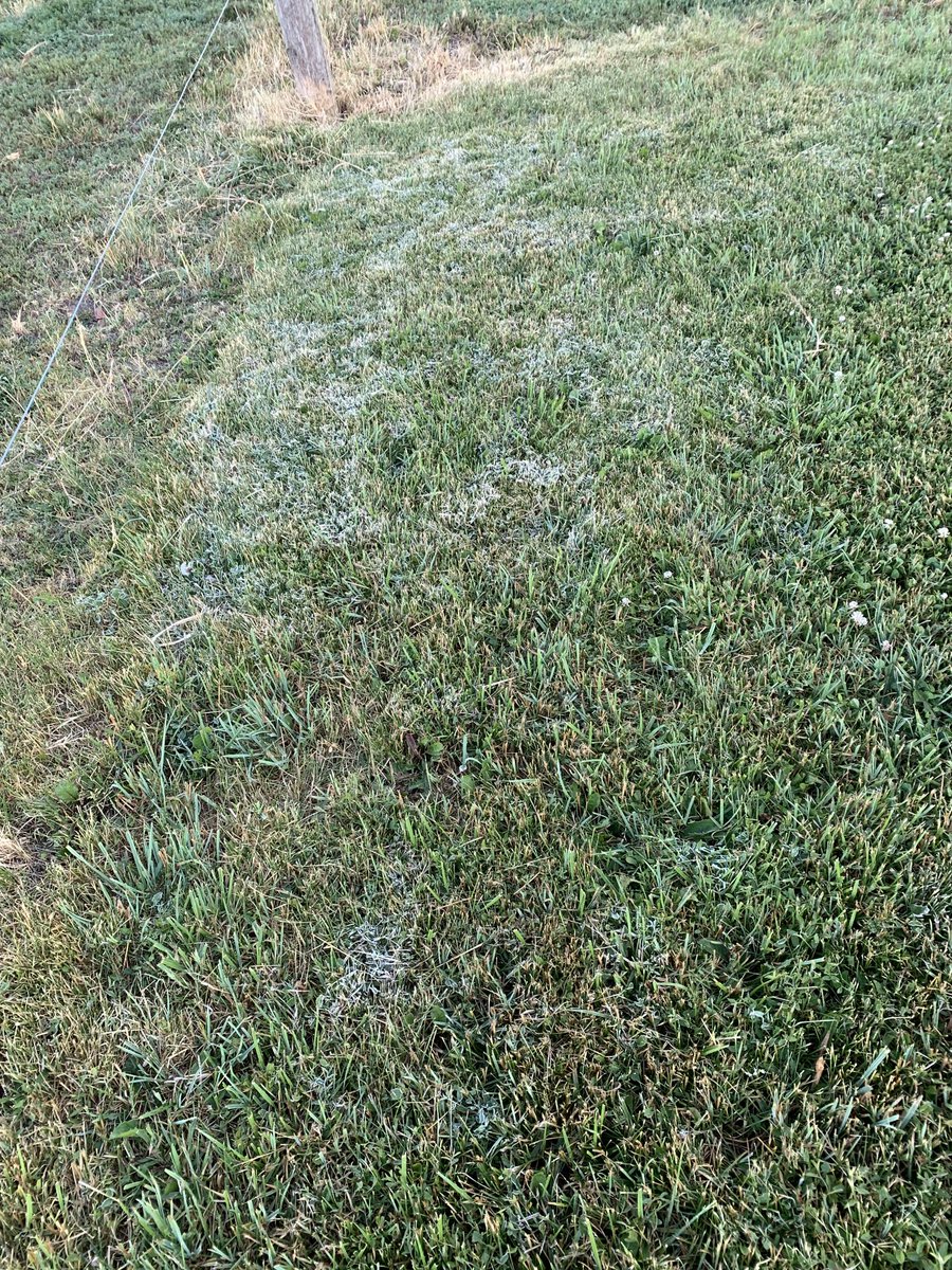 A touch of frost on the grass this morning at Woodham on June 17th. 🤨