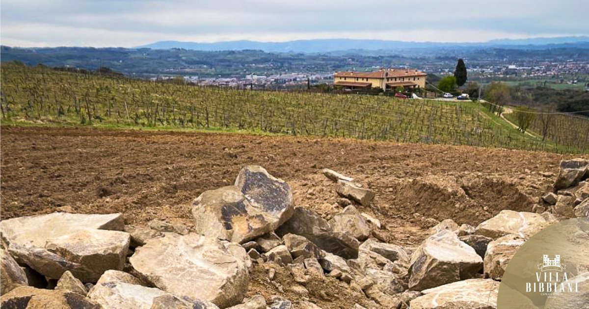 The stony ground of our estate enhances the minerality of Villa Bibbiani’s wines. This is why they are so expressive on their tastes. bit.ly/2UbWvMO #terroir #vineyard #villabibbiani #wine